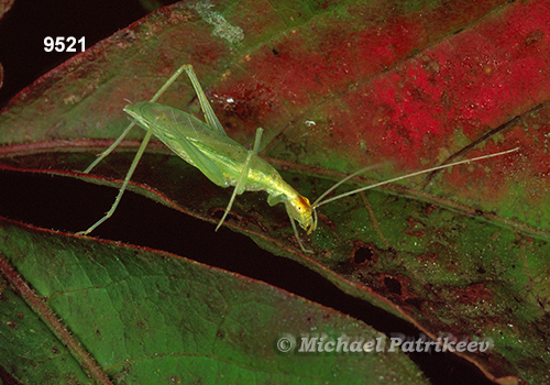 Snowy Tree Cricket (Oecanthus niveus)